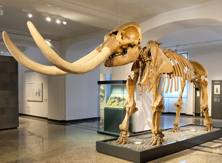 image of mastodon skeleton