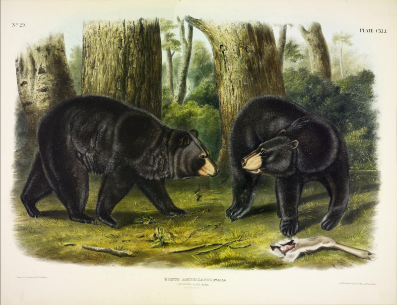 illustration of black bear