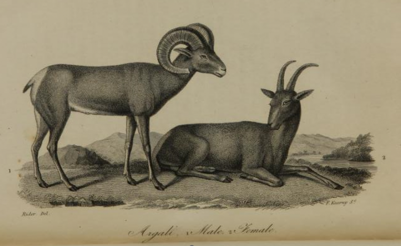 argali