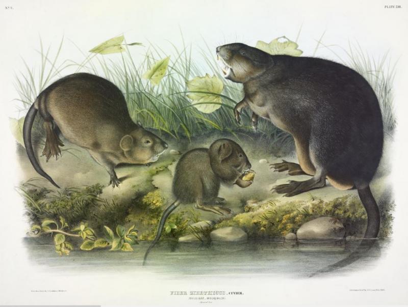 muskrat