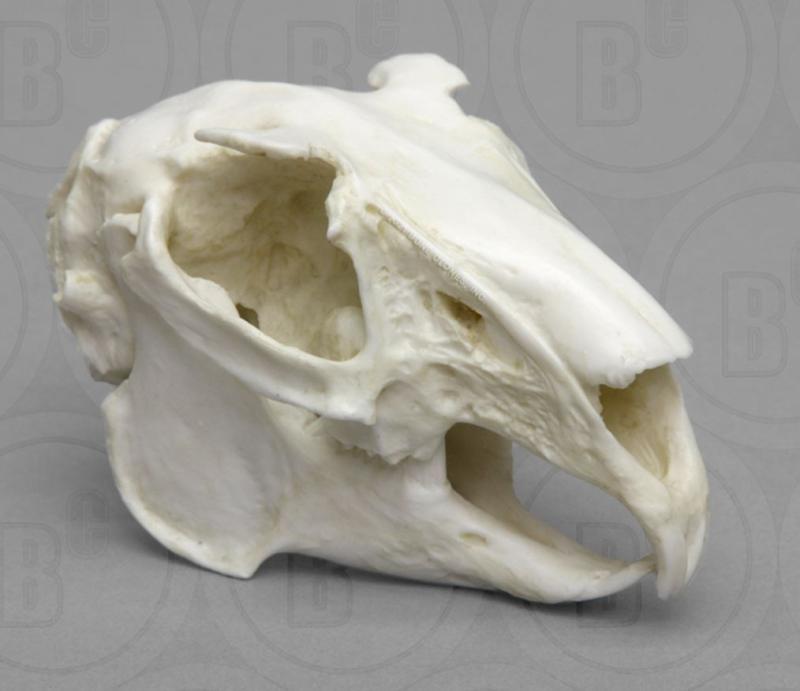 hare skull
