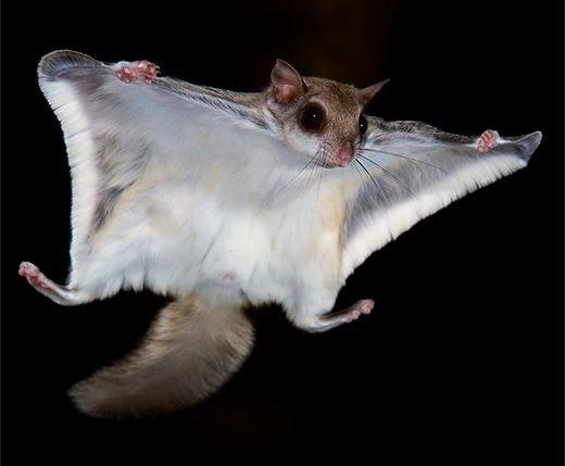 flying squirrel