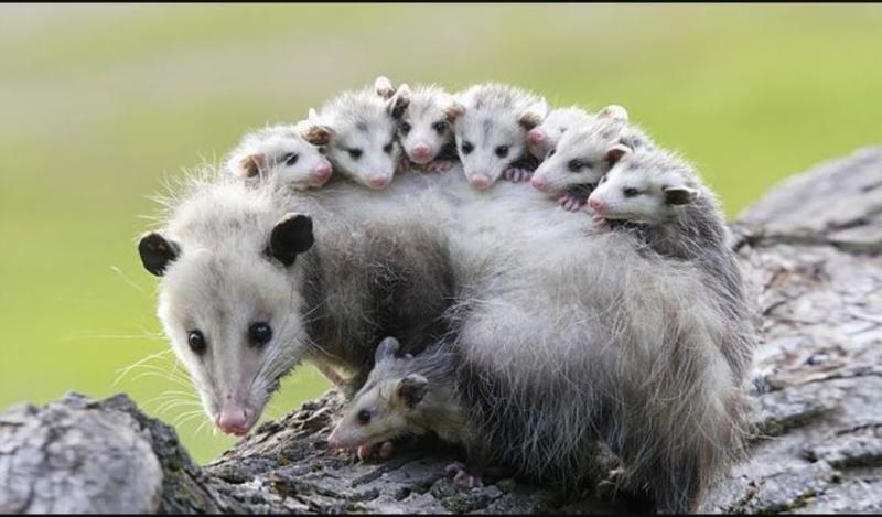 opossum