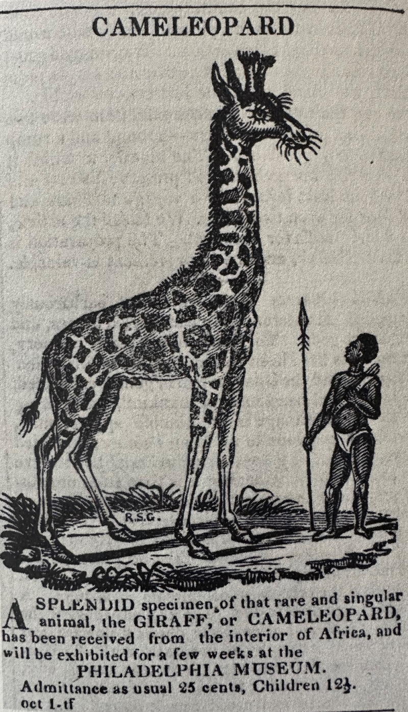 giraffe