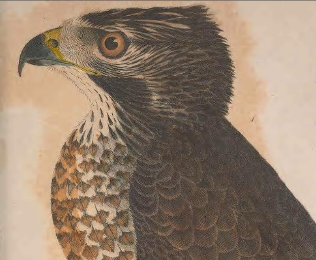 Engraving by J. G. Warnicke