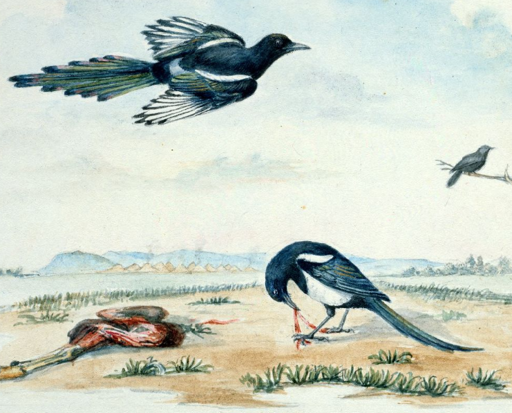 Titian Ramsay Peale, watercolor