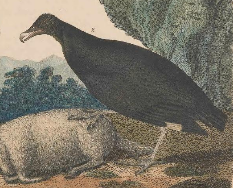 Black Vulture, Engraved by A. Lawson