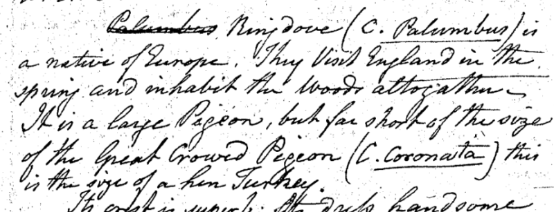 "A Walk through the Philad[elphi]a Museum"