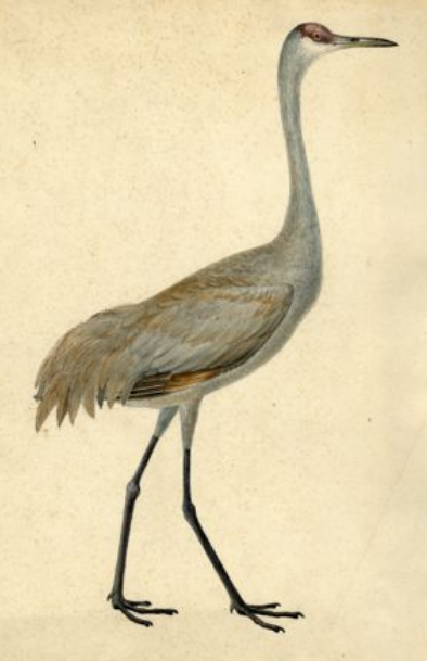 Titian Ramsay Peale, watercolor