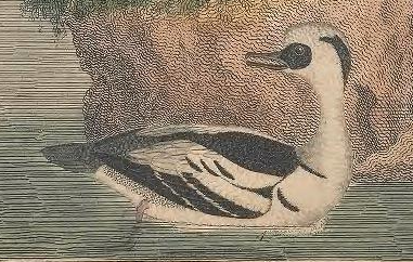 Engraving by A. Lawson