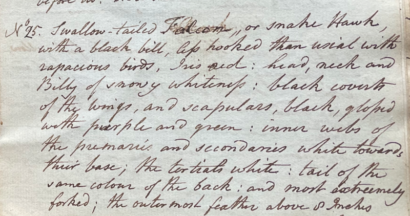 Swallow-tailed Kite-related lecture notes