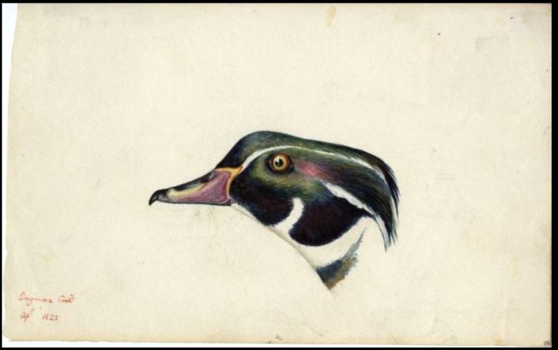 Titian Ramsay Peale, 1820, "Engineer Cant[onment]."