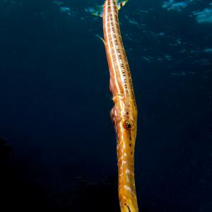 trumpet fish