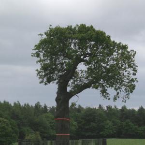 picture of royal oak