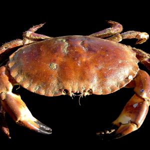 crab