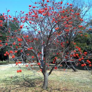 erythrina