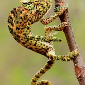 chameleon