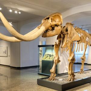 image of mastodon skeleton