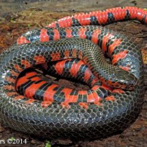 picture of nud snake