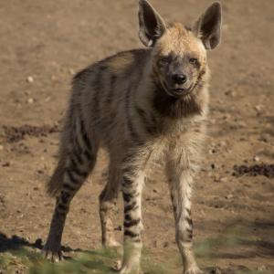 hyena