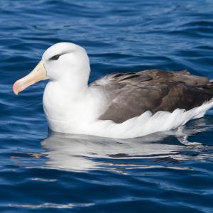 albatross