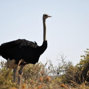 ostrich