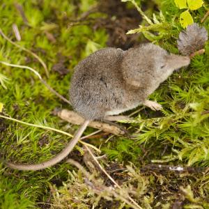 shrew