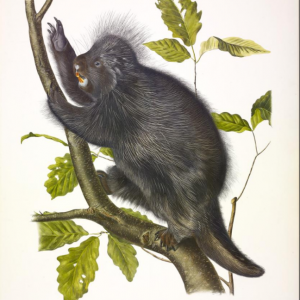 porcupine