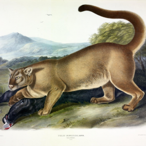 Audubon cougar