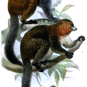 picture of a mongoose lemur