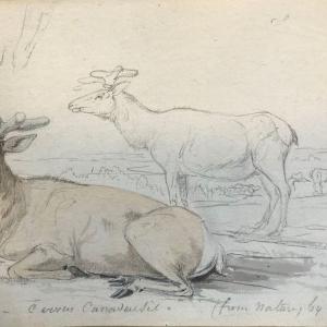 cervus