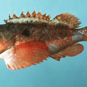 smooth-head scorpionfish 