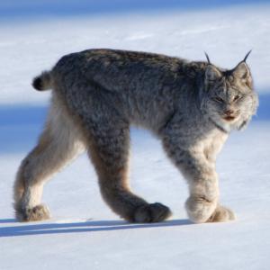 lynx