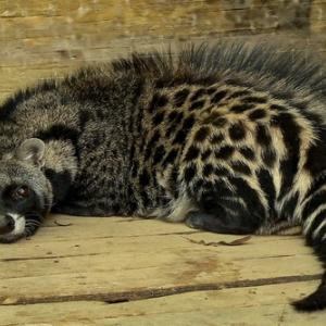 civet