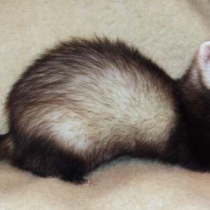ferret
