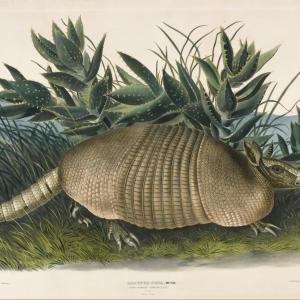 armadilo