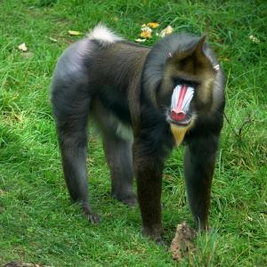 mandrill