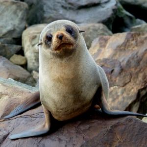fur seal