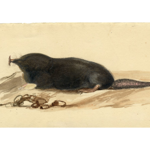 shrew