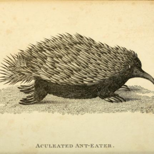 anteater
