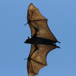 bat