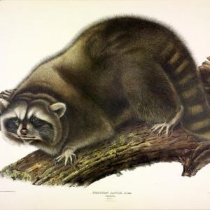 racoon