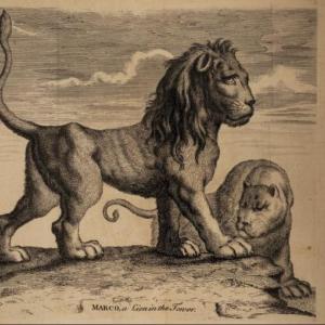 print of a lion
