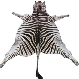 zebra.jpg