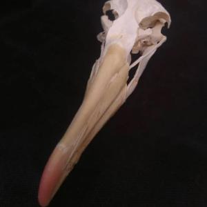 albatross skull