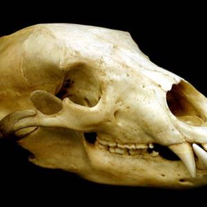 bear skull