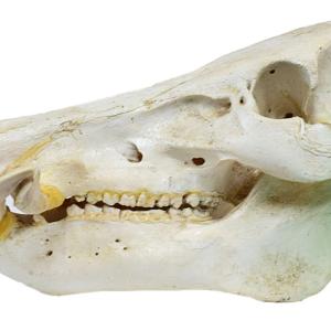 skull
