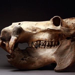 hippo skull