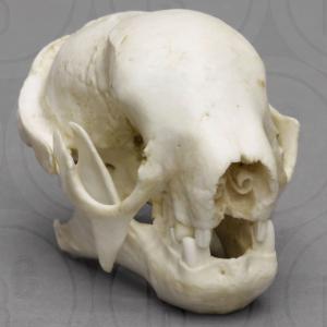 sloth skull