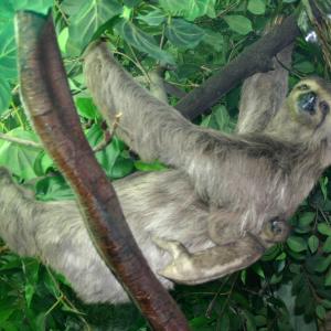 sloth